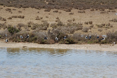 Himantopus leucocephalus