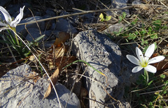 Colchicum hungaricum