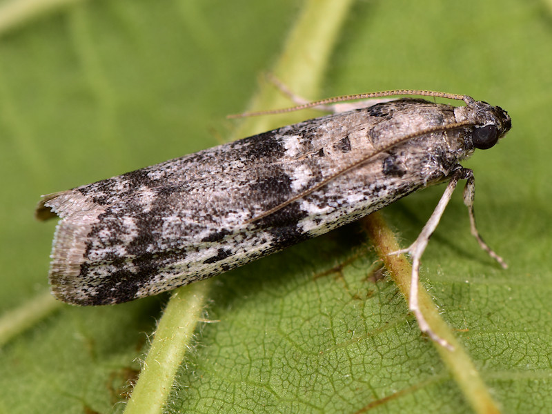 Ephestia welseriella
