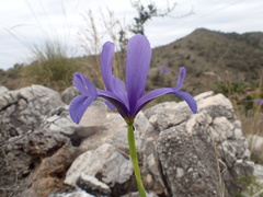 Iris xiphium