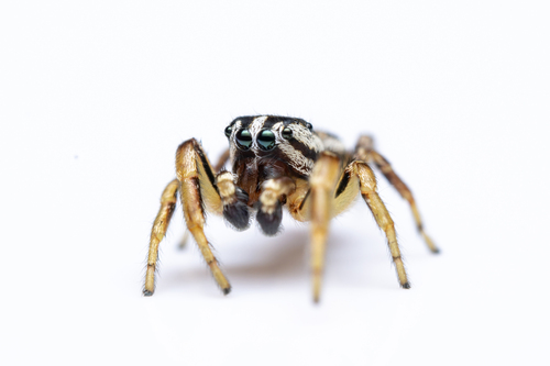 Yellowleg Jumping Spider