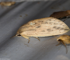 Saliocleta malayana