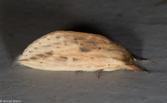 Saliocleta malayana
