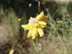 Genista umbellata