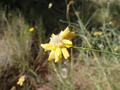 Genista umbellata