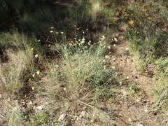 Genista umbellata