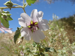 Malva subovata