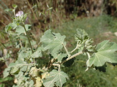 Malva subovata
