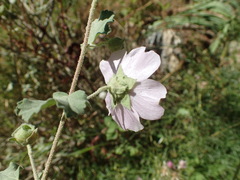 Malva subovata