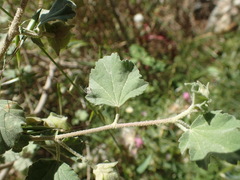 Malva subovata