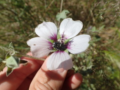 Malva subovata