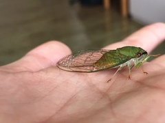 Chremistica ochracea