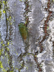 Chremistica ochracea