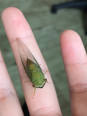 Chremistica ochracea