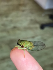 Chremistica ochracea