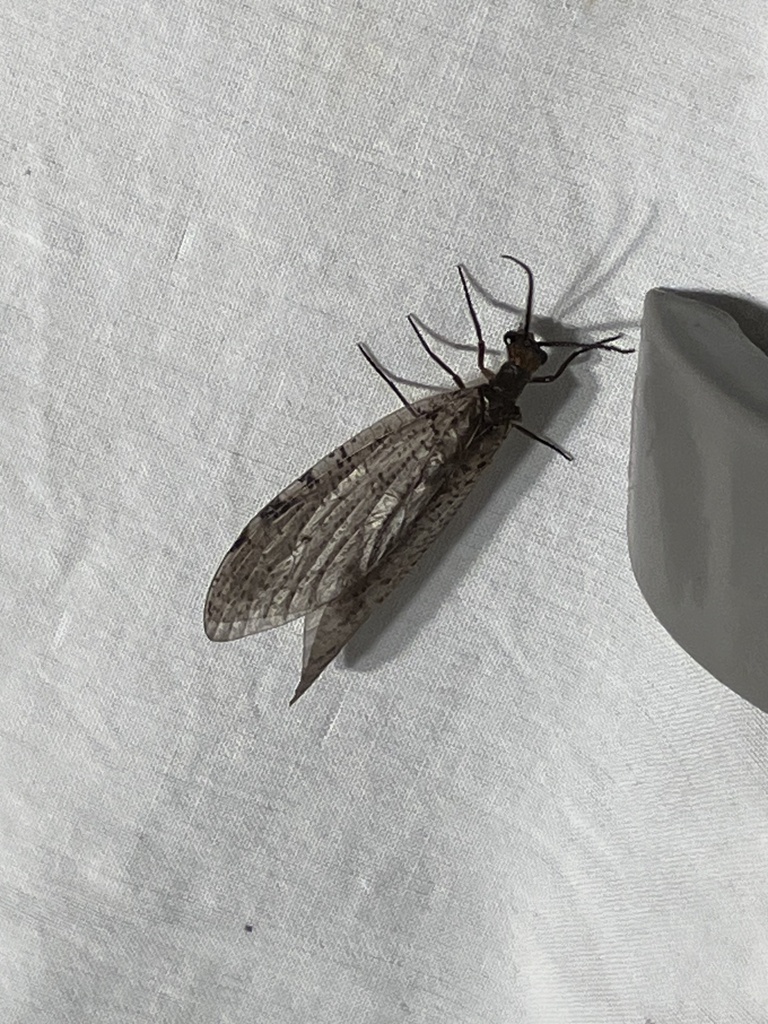 Fishflies from Pennsylvania Ave, Apalachin, NY, US on July 22, 2023 at ...