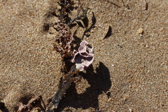 Lithophyllum carpophylli