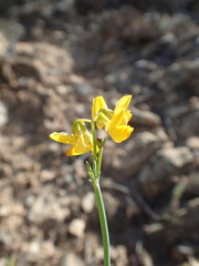 Coronilla juncea
