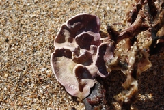 Lithophyllum carpophylli