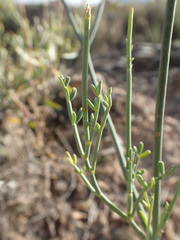 Coronilla juncea