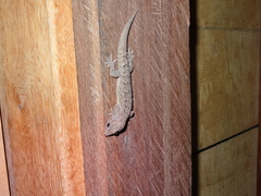 Hemidactylus palaichthus