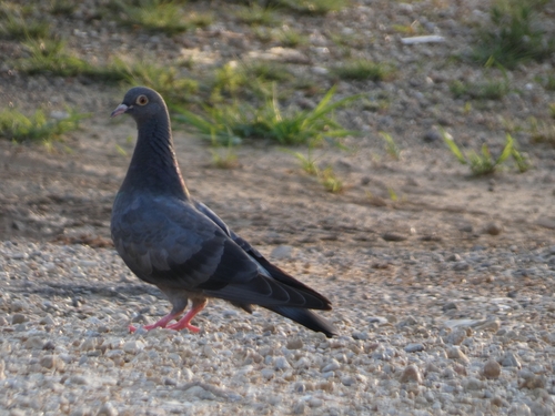Feral Pigeon photographed in Missouri