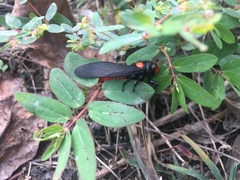 Huechys sanguinea