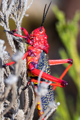 Phymateus morbillosus morbillosus