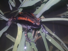 Phrynomantis bifasciatus