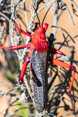 Phymateus morbillosus morbillosus