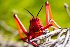 Phymateus morbillosus morbillosus