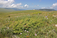 Juniperus communis hemisphaerica