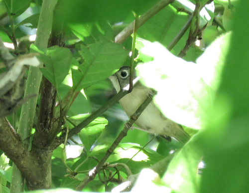 Nepal Fulvetta (Alcippe nipalensis), photo 5