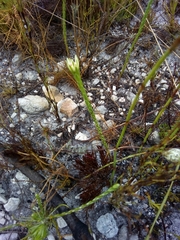 Euchaetis longibracteata