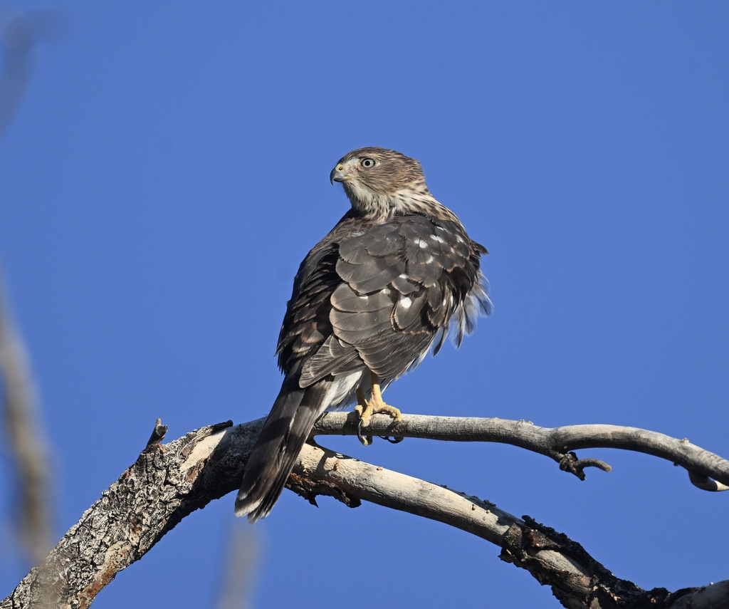 Cooper's Hawk from Clark County, NV, USA on July 21, 2023 at 0638 AM