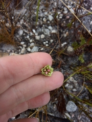 Euchaetis longibracteata