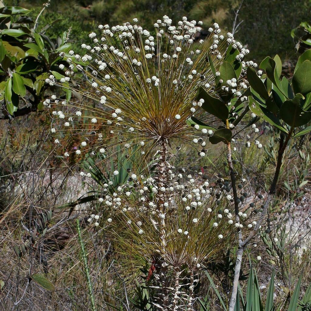 Paepalanthus erectifolius