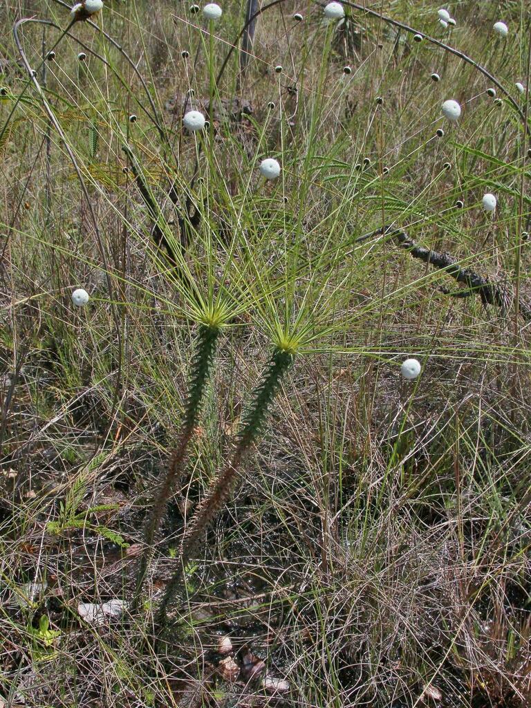 Paepalanthus irwinii