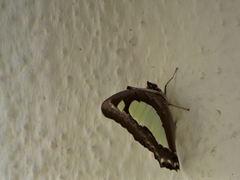 Polyura agraria