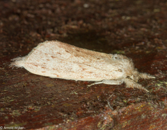 Saliocleta