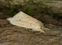 Saliocleta widagdoi