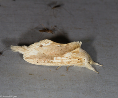 Saliocleta lativitta