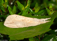 Saliocleta