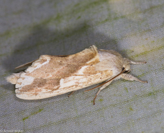 Saliocleta lativitta