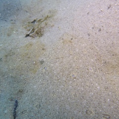 Arnoglossus