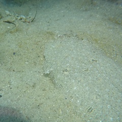 Arnoglossus