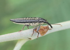 Rhinotia cristata