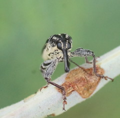 Rhinotia cristata