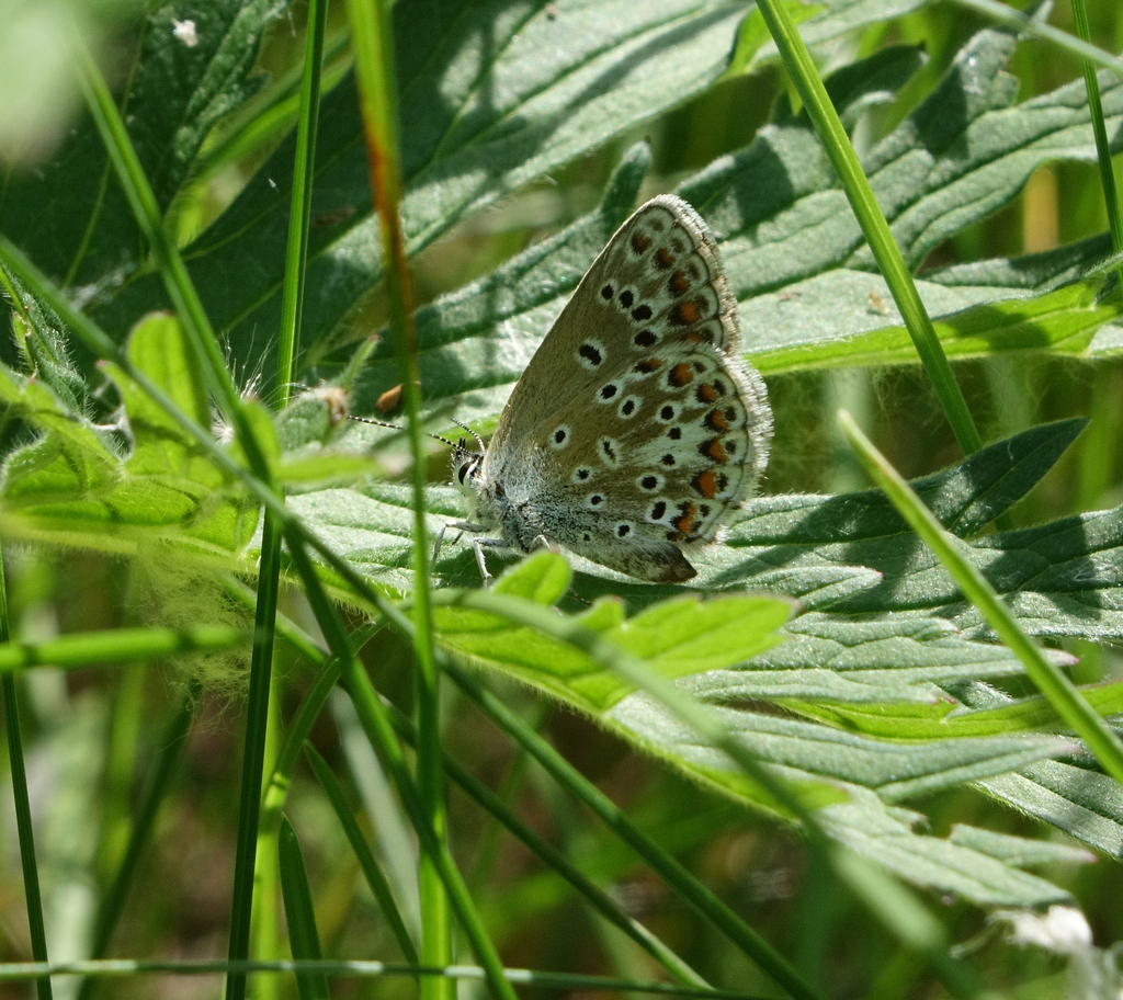 Northern Brown Argus