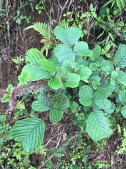 Rubus ellipticus obcordatus